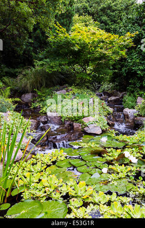 Ziergarten mit Wasserfall über Felsen und Seerosen, Pollok Park, Glasgow, Scotland, UK Stockfoto