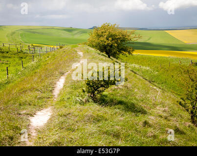 Graben und Bahndamm der Wansdyke sächsischen Verteidigungsbauwerk auf alle Cannings Kreide tiefen nahe Tan Hill, Wiltshire, England Stockfoto