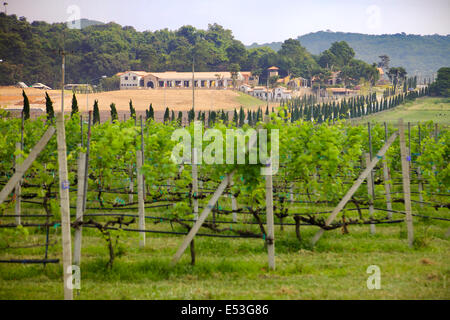 Ein Weinberg in Chon Buri, Thailand Stockfoto