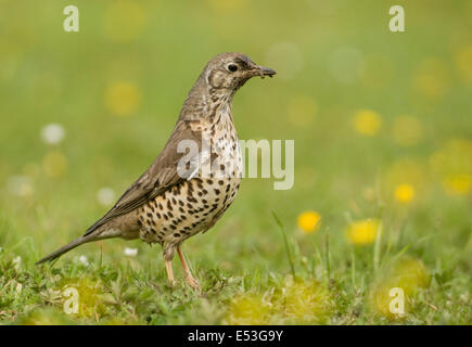 Misteldrossel Drossel (Turdus Viscivorus) Fütterung im Bereich der Butterblumen Stockfoto