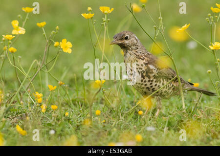 Misteldrossel Drossel (Turdus Viscivorus) in einem Feld von Butterblumen Stockfoto