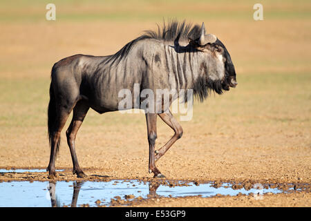 Gnus (Connochaetes Taurinus) an einer Wasserstelle, Kalahari-Wüste, Südafrika Stockfoto