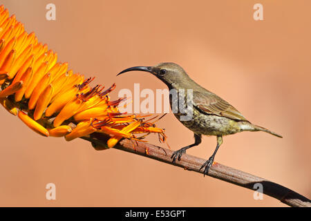 Eine weibliche Scarlet-chested Sunbird (Chalcomitra Senegalensis) auf einer Aloe-Blume, Südafrika Stockfoto