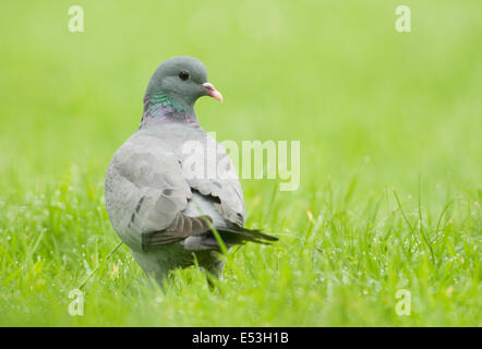 Hohltaube; (Columba Oenas) auf Rasen Stockfoto