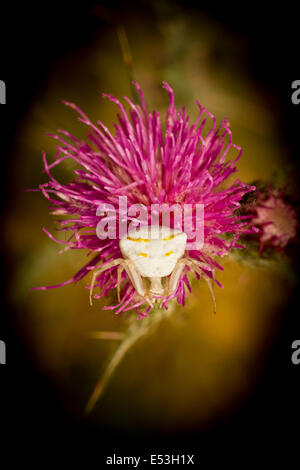 Krabbenspinne auf lila Distel und schwarzem Hintergrund Stockfoto