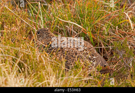 Weibliche Moorschneehühner bergende zwei junge unter ihre Flügel auf ein Heidekraut moorland Stockfoto