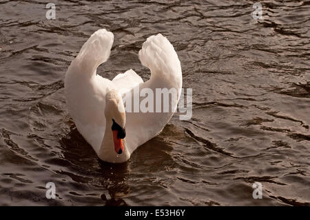 Männlichen Höckerschwan Straßenmusik Aggressivität zeigen Stockfoto