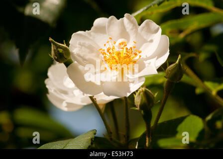 Rambling Rector Rose Blume Stockfoto