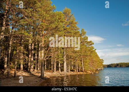 Föhren am Ufer des Loch Garten Stockfoto