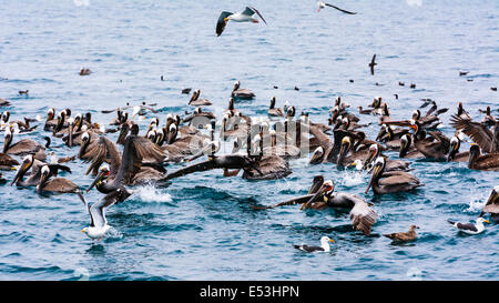 Braune Pelikane und westlichen Möwen in der Santa-Barbara-Kanal, Ventura, Kalifornien USA Stockfoto