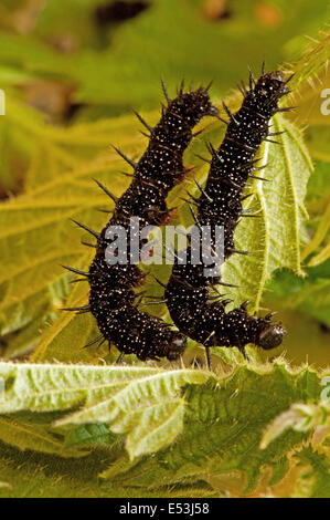 Zwei Peacock Butterfly Raupen ernähren sich von Brennnesseln Stockfoto