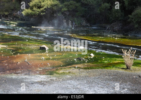 Helle Farben in der Waimangu-Stream Stockfoto