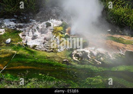 Kleine Geysir im Fluss Waimangu Stockfoto