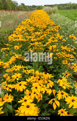 Ein Blumenfeld in Lincoln, Massachusetts Stockfoto