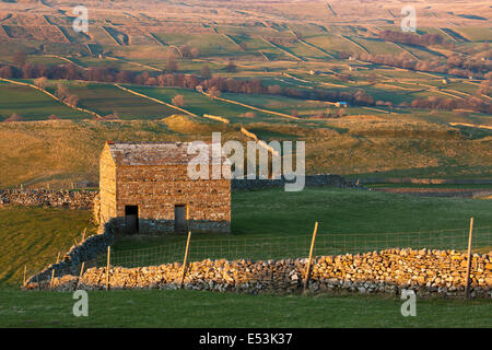 Trockenmauer und Feld Scheunen beleuchtet von der untergehenden Sonne in Wensleydale, Yorkshire Dales, North Yorkshire, UK Stockfoto