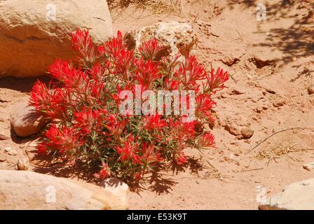 Wüste Pinsel in Utah Stockfoto