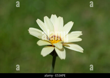 Leucanthemum "Sunshine Pfirsich" Stockfoto