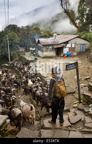 Nepal,, Herde von Ziegen getrieben bis Pokhara für Opfer während Dasain Festival Stockfoto