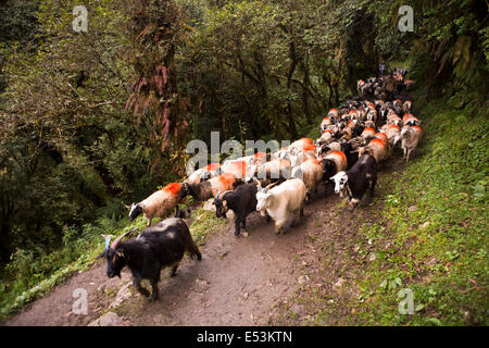 Nepal,, Herde von Ziegen getrieben entlang der Strecke nach Pokhara für Opfer während Dasain Festival Stockfoto