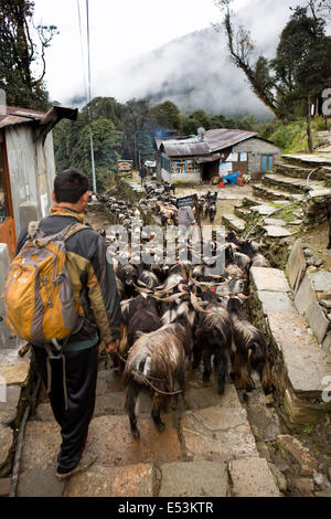 Nepal,, Herde von Ziegen getrieben bis Pokhara für Opfer während Dasain Festival Stockfoto