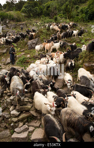 Nepal,, Herde von Ziegen getrieben bis Pokhara für Opfer während Dasain Festival Stockfoto