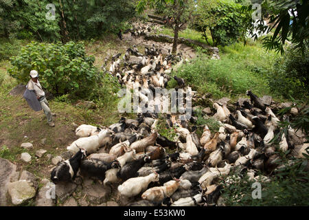 Nepal, Tikedungha, Herde von Ziegen getrieben bis Pokhara für Opfer während Dasain Festival Stockfoto