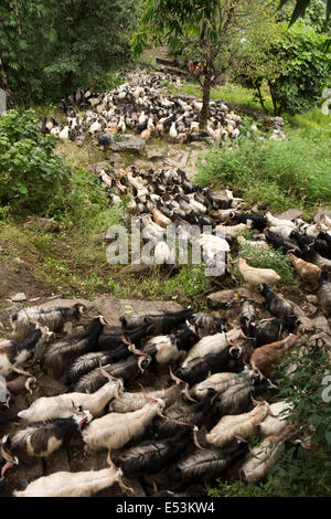 Nepal, Tikedungha, Herde von Ziegen getrieben bis Pokhara für Opfer während Dasain Festival Stockfoto