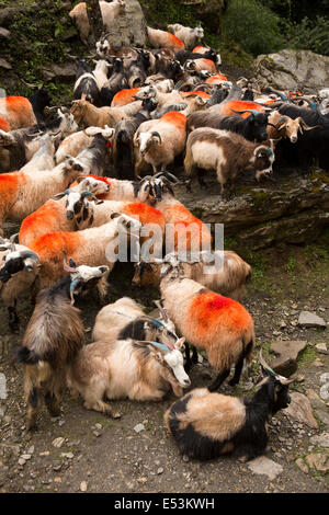 Nepal, Tikedungha, Herde von Ziegen getrieben bis Pokhara für Opfer während Dasain Festival Stockfoto