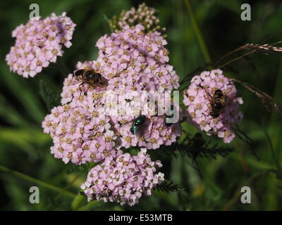 Schmeißfliegen (Hexamerinaufnahme Vomitoria) und Drohne fliegen Schwebfliegen (Eristalis Tenax) auf blass rosa Blüten der Schafgarbe (Achillea Millefolium) im Sommer Stockfoto