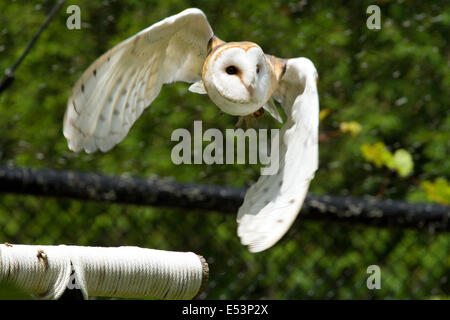 Weibliche Schleiereule im Flug Stockfoto
