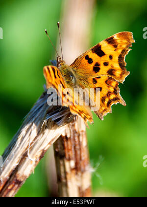 Brockham, Dorking, Surrey, UK. 19. Juli 2014.  Die UK Big Butterfly Count findet 19. Juli bis 10. August. Schmetterlinge am Ufer des River Mole am Brockham, Surrey. Samstag, 19. Juli 2014. Ein Komma Schmetterling "Polygonia c-Album" beruht auf einem Zweig in einer wilden Wiese am Ufer des River Mole bei Brockham, Dorking, Surrey Credit: Foto von Lindsay Constable / Alamy Live News Stockfoto