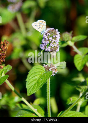 Brockham, Dorking, Surrey, UK. 19. Juli 2014.  Die UK Big Butterfly Count findet 19. Juli bis 10. August. Schmetterlinge am Ufer des River Mole am Brockham, Surrey. Samstag, 19. Juli 2014. Eine gemeinsame Blue Butterfly 'Polyommatus Icarus' beruht auf Wasser Minze "Mentha Aquatica" in einer wilden Wiese am Ufer des River Mole bei Brockham, Dorking, Surrey Credit: Foto von Lindsay Constable / Alamy Live News Stockfoto