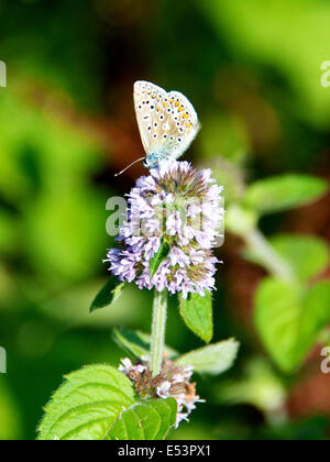 Brockham, Dorking, Surrey, UK. 19. Juli 2014.  Die UK Big Butterfly Count findet 19. Juli bis 10. August. Schmetterlinge am Ufer des River Mole am Brockham, Surrey. Samstag, 19. Juli 2014. Eine gemeinsame Blue Butterfly 'Polyommatus Icarus' beruht auf Wasser Minze "Mentha Aquatica" in einer wilden Wiese am Ufer des River Mole bei Brockham, Dorking, Surrey Credit: Foto von Lindsay Constable / Alamy Live News Stockfoto