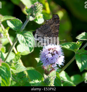 Brockham, Dorking, Surrey, UK. 19. Juli 2014.  Die UK Big Butterfly Count findet 19. Juli bis 10. August. Schmetterlinge am Ufer des River Mole am Brockham, Surrey. Samstag, 19. Juli 2014. Ein Tagpfauenauge 'Inachis Io' beruht auf Wasser Minze "Mentha Aquatica" in einer wilden Wiese am Ufer des River Mole bei Brockham, Dorking, Surrey Credit: Foto von Lindsay Constable / Alamy Live News Stockfoto