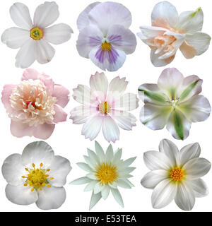 Satz von weißen Frühlingsblumen Stockfoto