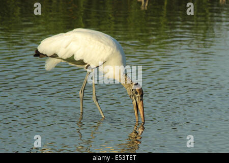 Eine amerikanische Holz Storch ernährt sich während der Wadeing in einem küstennahen Feuchtgebieten Stockfoto