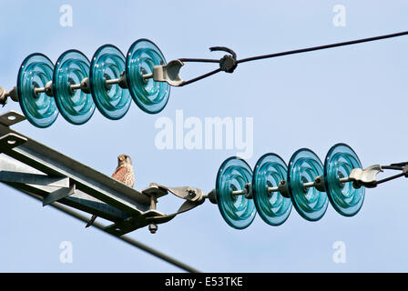 Turmfalke mit Strom Pylon Stockfoto