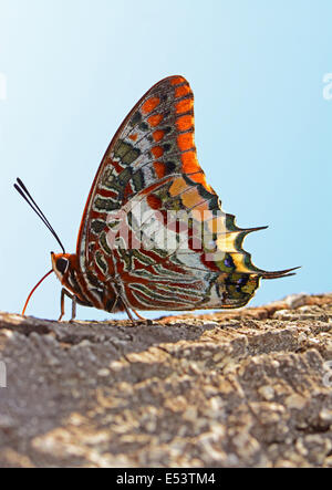 zweiseitige Pascha Schmetterling trinken Stockfoto