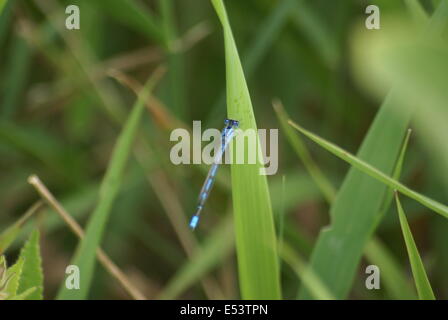 Leichte blaue Damselfly sitzen auf einem grünen Rasen. Stockfoto