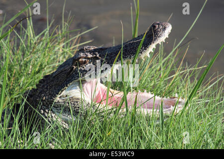 Ein amerikanischer Alligator erwärmt sich an den Gewässern Rand mit Backen zu öffnen. Stockfoto