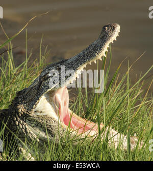 Ein amerikanischer Alligator wärmt sich am Rand Wassers mit Kiefer weit offen. Stockfoto