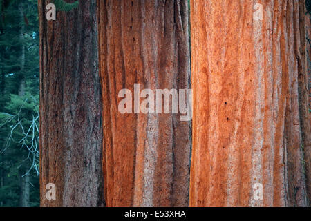 Baumriese Closeup im Sequoia National Park Stockfoto