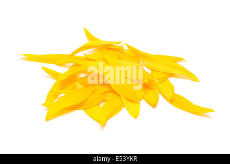 Sonnenblume Blütenblätter auf weißem Hintergrund Stockfoto