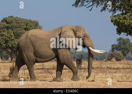 Seitenansicht des afrikanischen Elefantenbullen zu Fuß mit gemeinsamen Wasserbock im Hintergrund Stockfoto