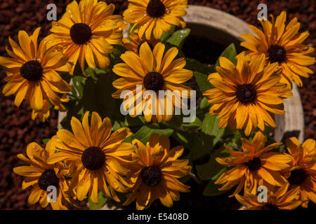 Herbers Orange Symphonie Osteospermum Stockfoto