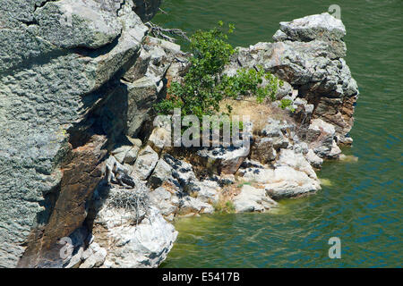 Ein Schwarzstorch (Ciconia Nigra) Nest, strategisch in einem unzugänglichen Felsen im Fluss Tajo mit zwei großen Küken. Stockfoto