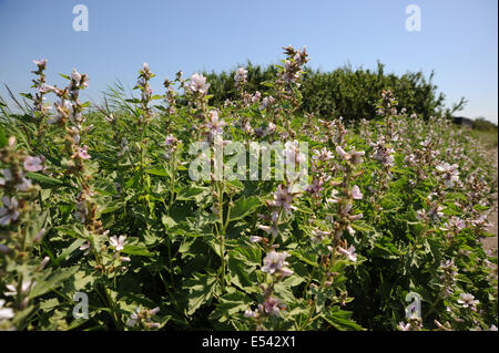 Minsmere RSPB Nature Reserve in Sufflok East Anglia Vereinigtes Königreich Eine Sumpfmalvenpflanze (Althaea officinalis) Stockfoto