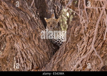 Baby Leopard Kgalagadi Tranfrontier Park in Südafrika Stockfoto