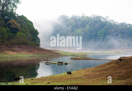 Morgen-Landschaft im Nationalpark Periyar Wildlife Sanktuarios, Kumily, Kerala, Indien Stockfoto