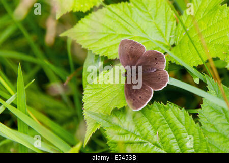 Ein Ringel-Schmetterling in der Sonne auf einem Blatt in einem Feld von Surrey. Stockfoto